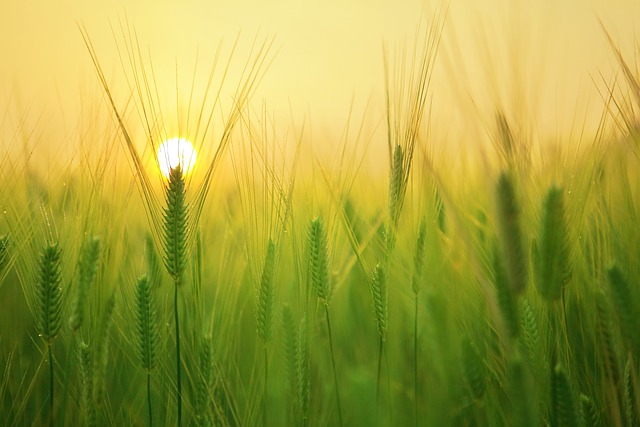 barley-field image